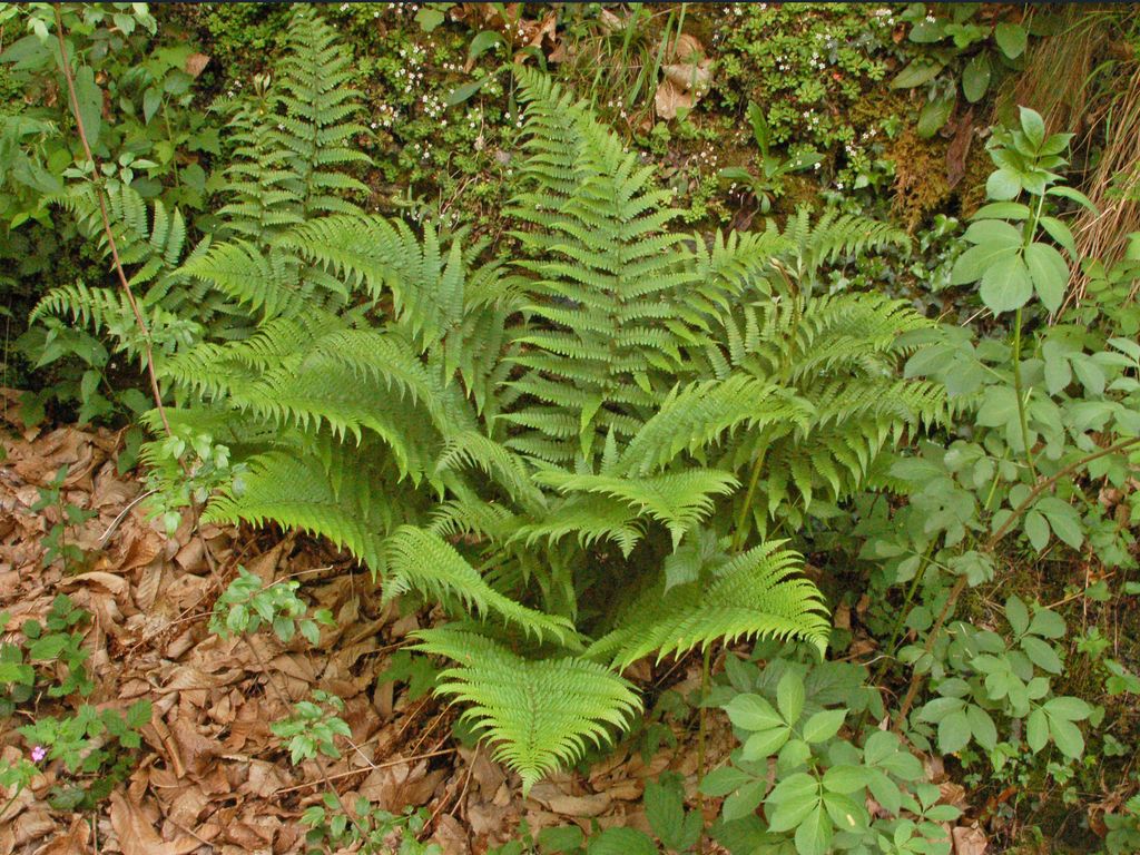 Una bella felce - Dryopteris sp.